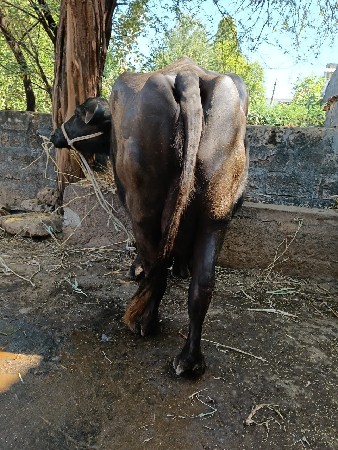 ખડેલી વેચવાની છે