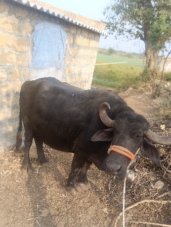 વેચવા ની છે