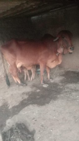 थंबनेल 2