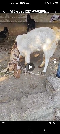 ORIJNAL TOTAPURI BAKRI