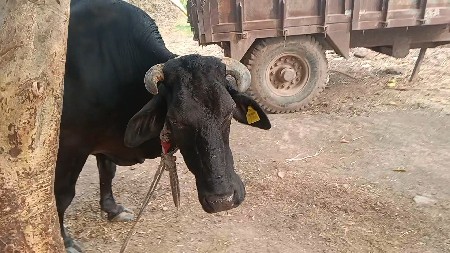 थंबनेल 3