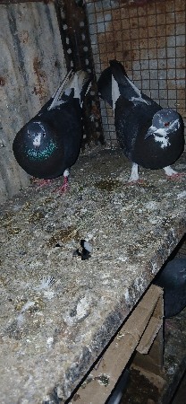 1:30 મિનિટ ઉઠેલા છે