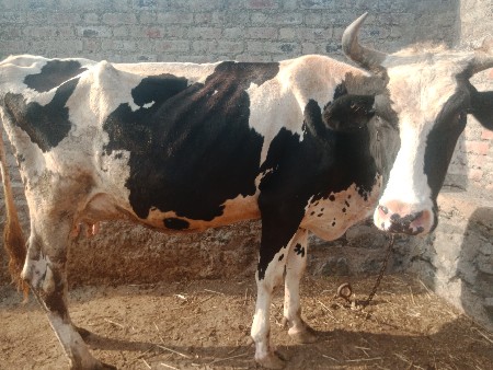 थंबनेल 3