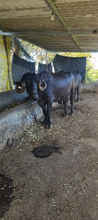 थंबनेल 2