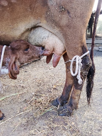 ગીર.તીજુ.વેતર.નીચે.વાચટી