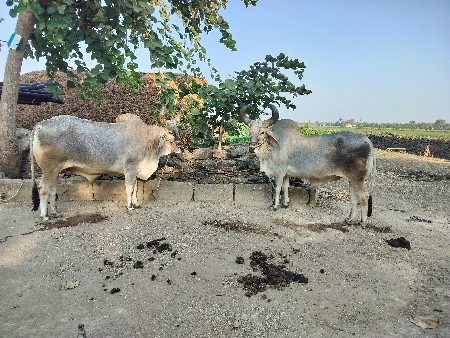 બળદ વેચવાનો છે