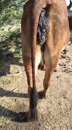 sata karva na che Ghodi hare