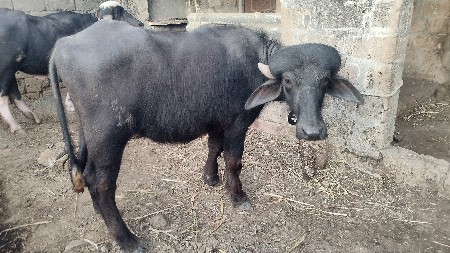 थंबनेल 4