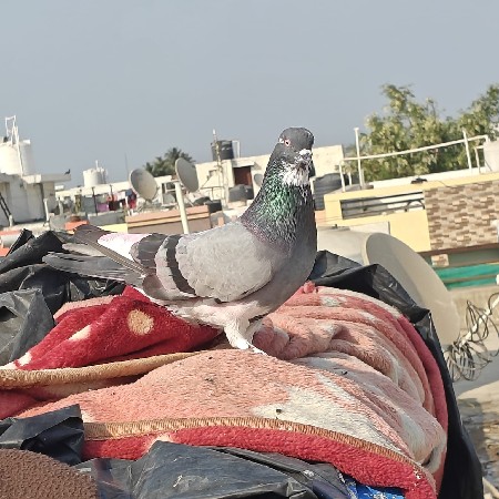 કબુતર વેચવાના છે