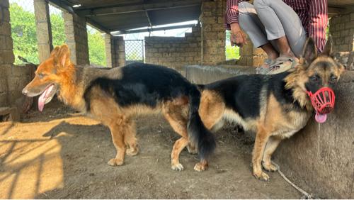 German shepherd puppies available