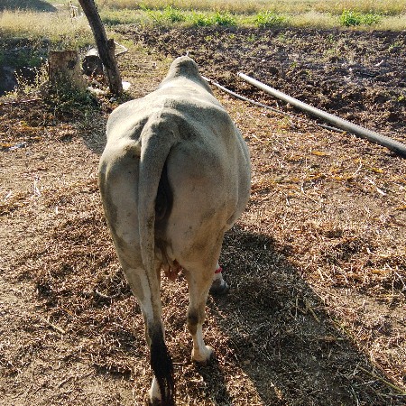 ગાય વેચવાની છે