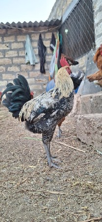 મરઘા વેચવાના છે