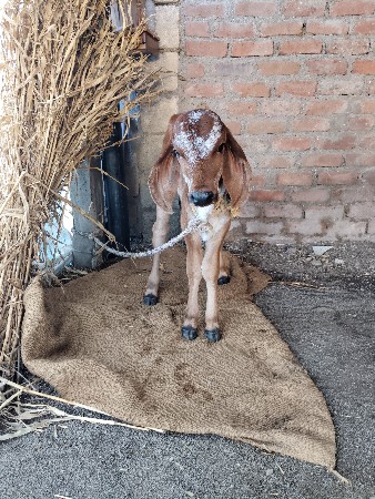 थंबनेल 3