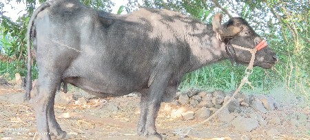 આ ભેંસ વેચવાની છે