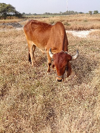 થંબનેલ 3