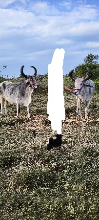 આ બાણદ વેચવાના છે