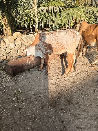 थंबनेल 2