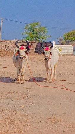 थंबनेल 3