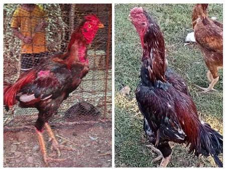 થંબનેલ 3