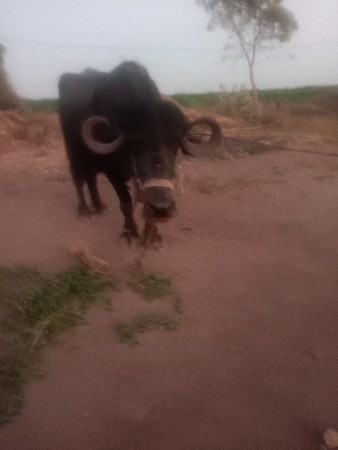 ગાભણ ખડેલી વેચવાની છે.