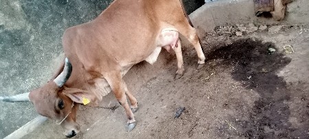 2 વેસવા નાં છે