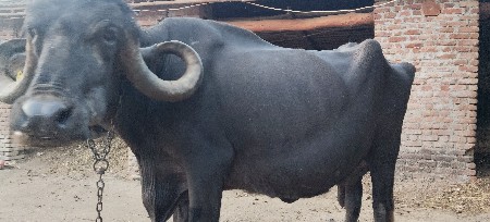 જાફરાબાદી ભેંસ વેચવાની છે