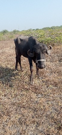 ખળેલી વેચવાની છે