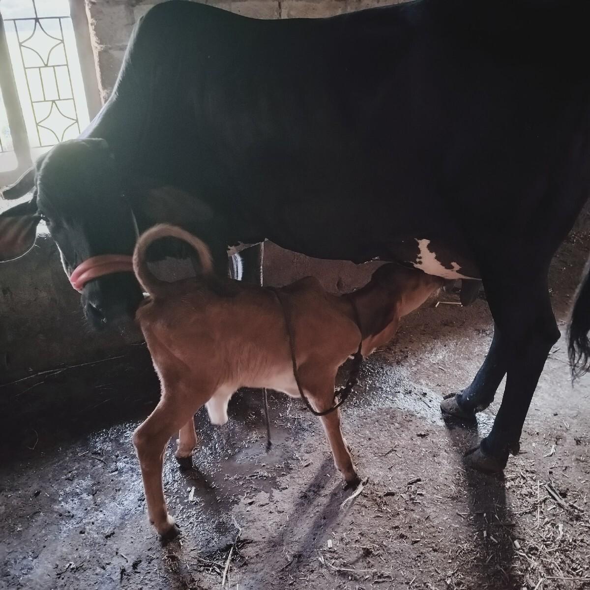 थंबनेल 2