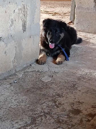 જર્મન શેફર્ડ