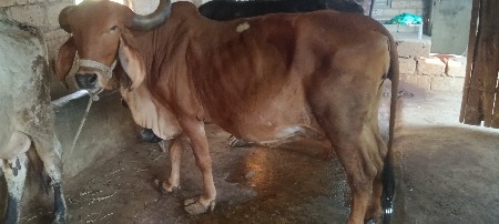 ગાય વેચવાની છે