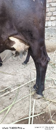 બે દિવસ થયા વિયાની તેને