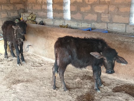 આ બે પાડી વેચવાની છે