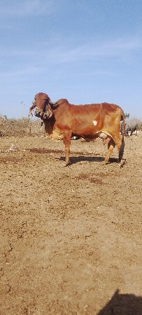 थंबनेल 2