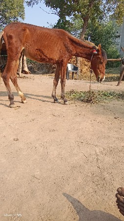 aa vaseri vechavani se