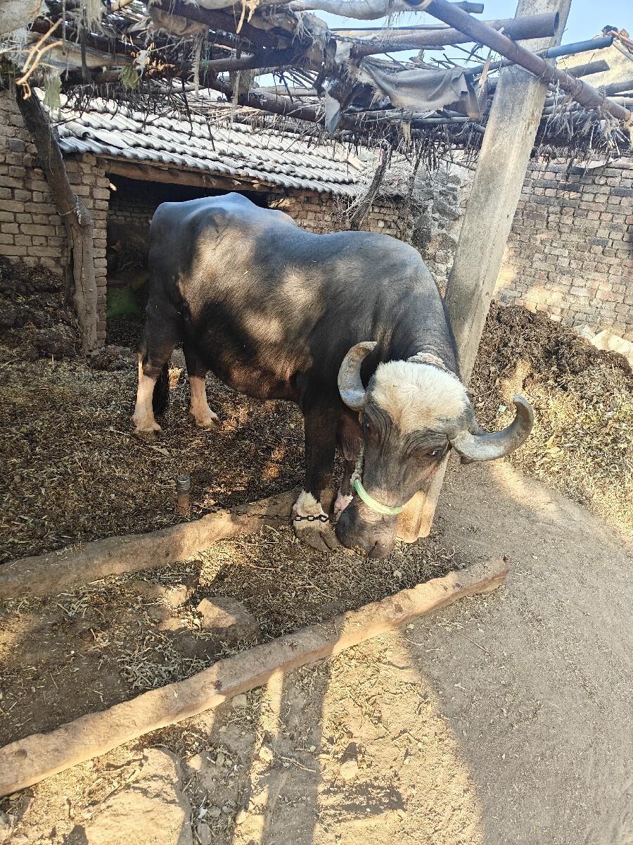 થંબનેલ 2