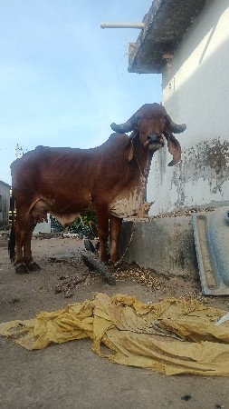 સોકિન માટે છે ગાય