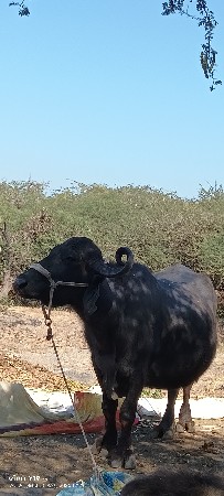 આ ભેંસ વેચવાની છે
