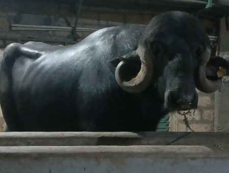 પાડો વેચવાનો છે