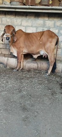 ગીર ગાય વેચવાની છે