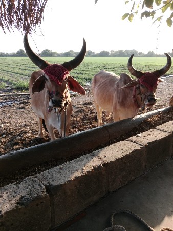 थंबनेल 2