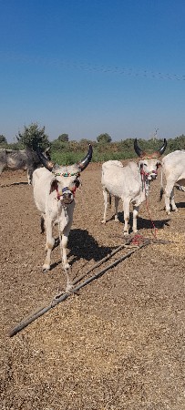 ગોઢલા વેચવાના છે.