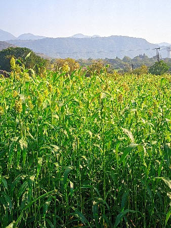 જુવાર વેશવી