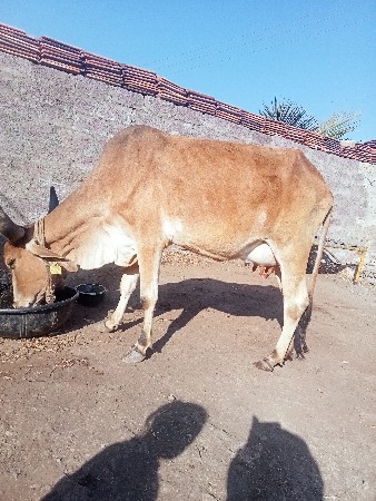 થંબનેલ 2