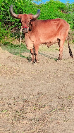 थंबनेल 2