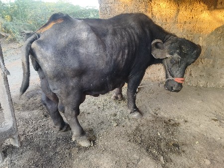 થંબનેલ 2