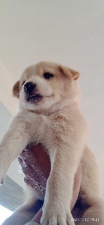 કુતરી વેચવાની છે