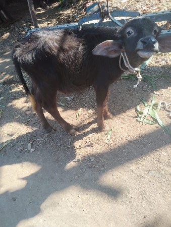 थंबनेल 3