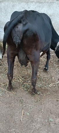 थंबनेल 3