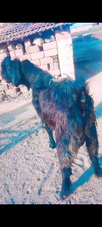 थंबनेल 3