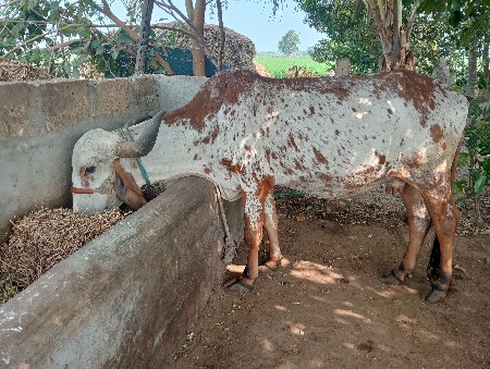 થંબનેલ 2